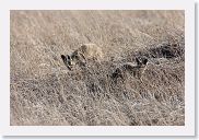 15SerengetiAMGameDrive - 06 * Bat-eared Fox pups.